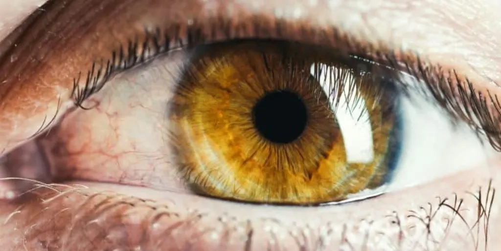ojo humano